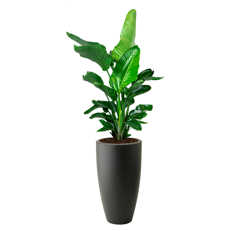 Strelitzia Nicolai in June Round High Zwart