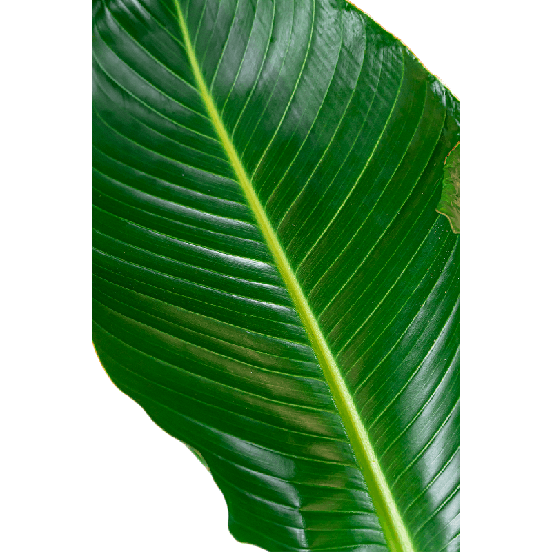 Strelitzia nicolai XXXXL