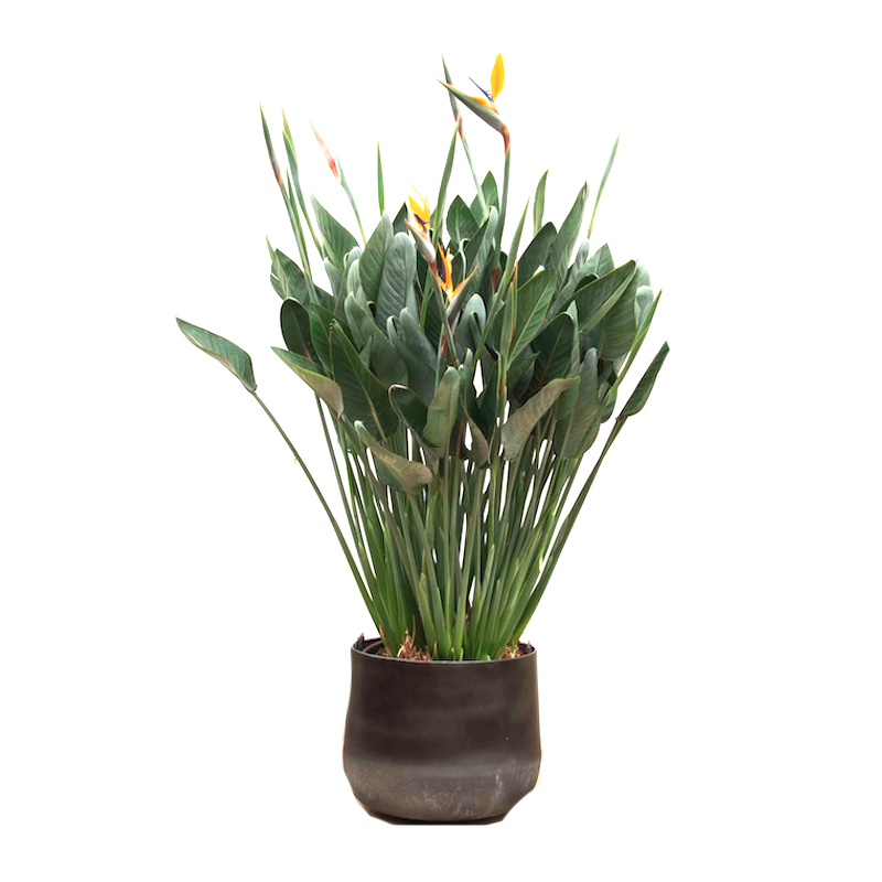 Strelitzia Reginae eenvoudig en snel online bestellen?