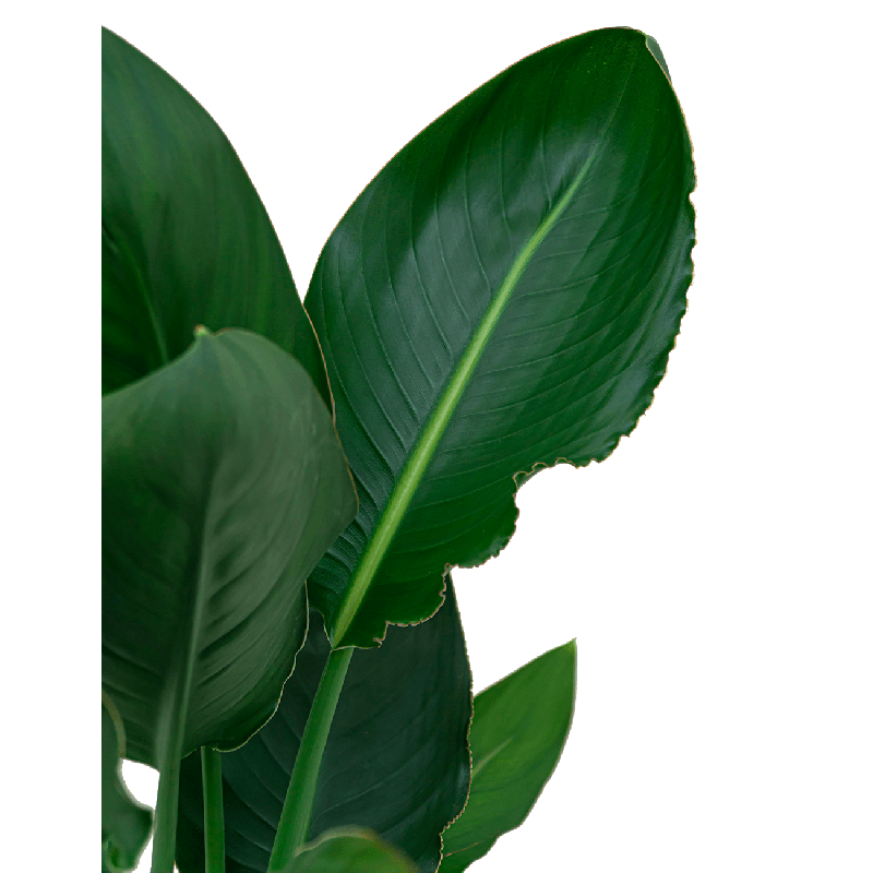 Strelitzia reginae