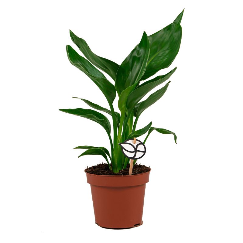 Strelitzia reginae S