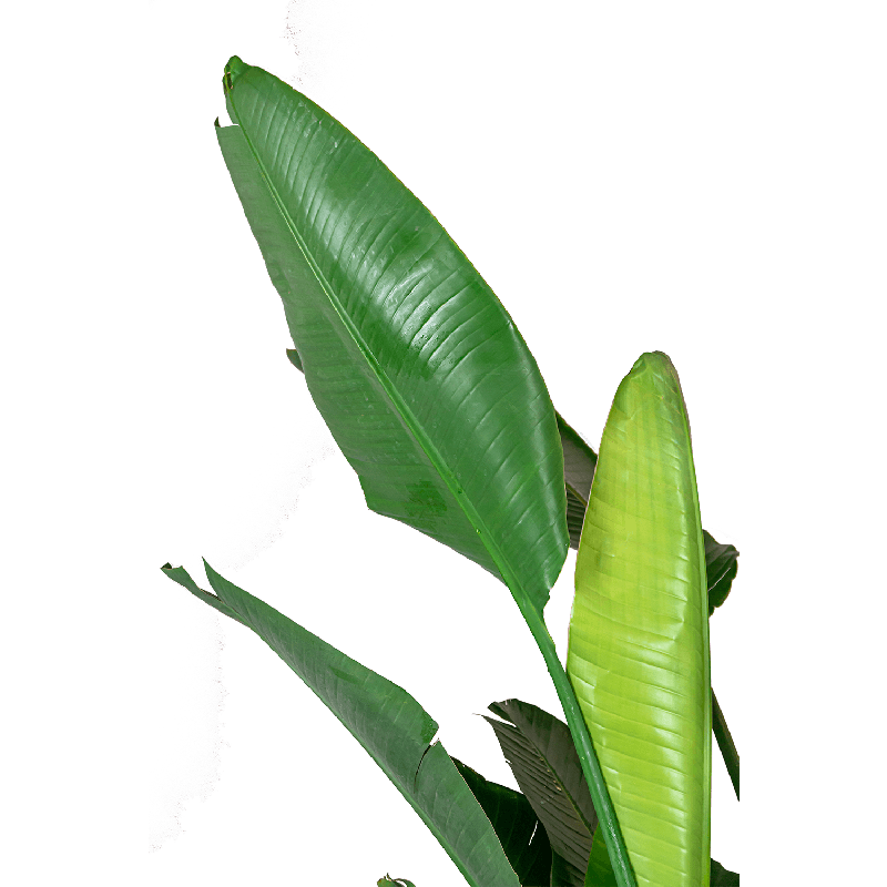 Strelitzia Nicolai in Rugged Patt wit