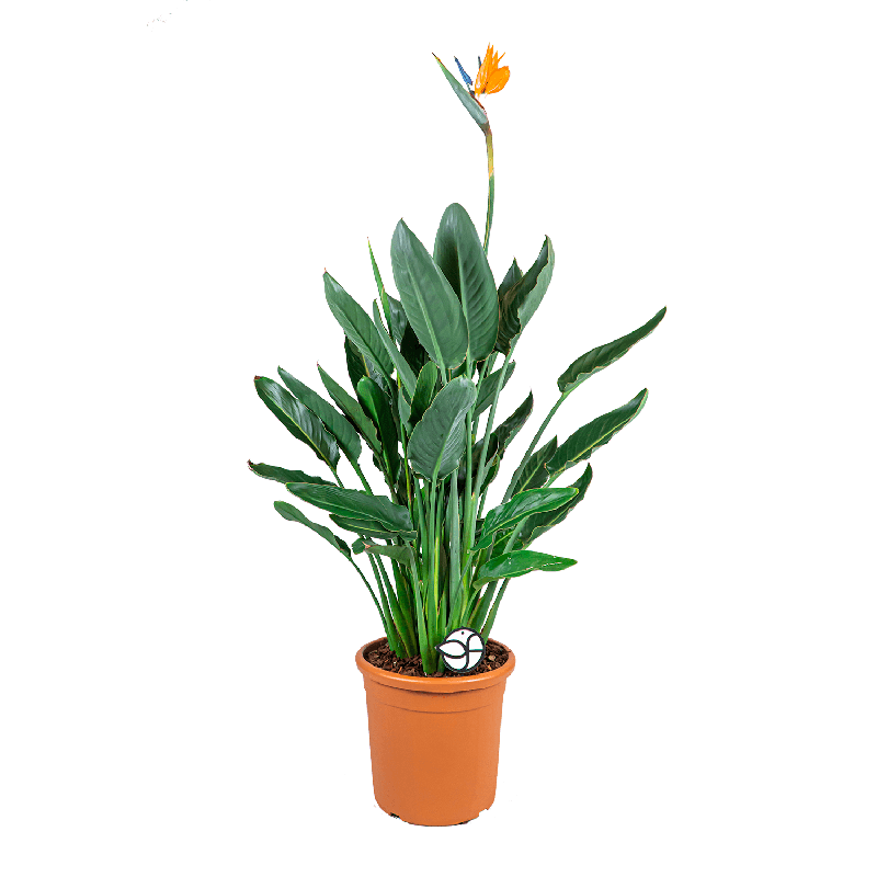 Strelitzia reginae