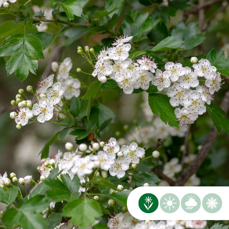 Crataegus Stricta
