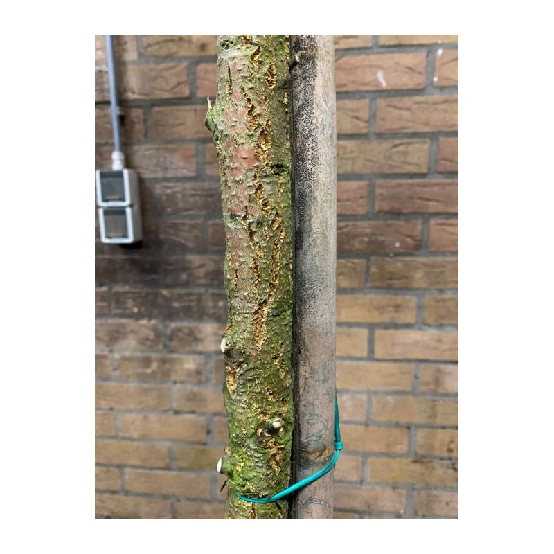 Quercus suber - leiboom