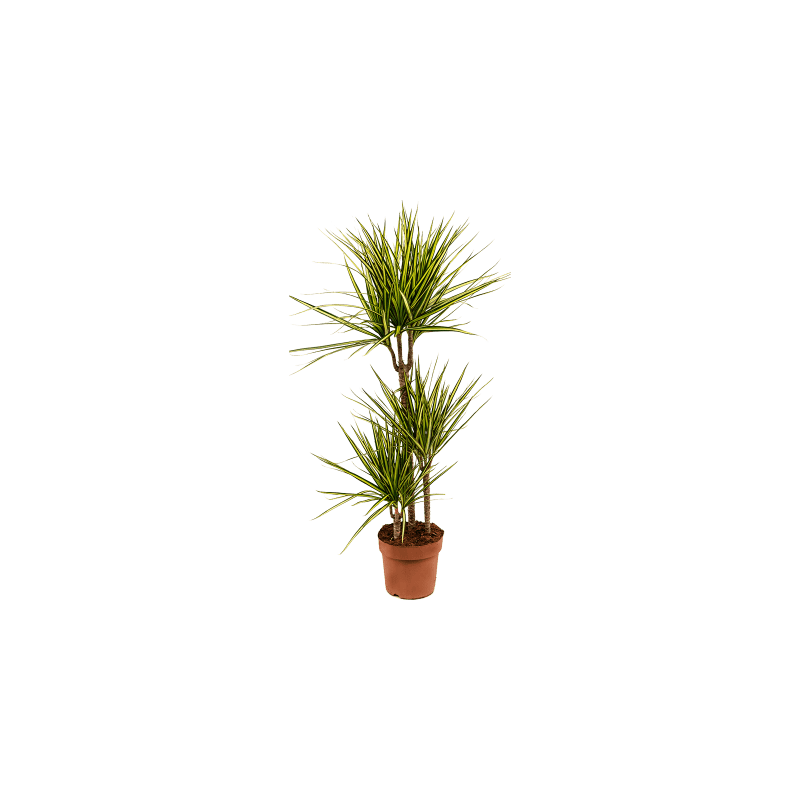 Dracaena marginata Sunray 3-stam