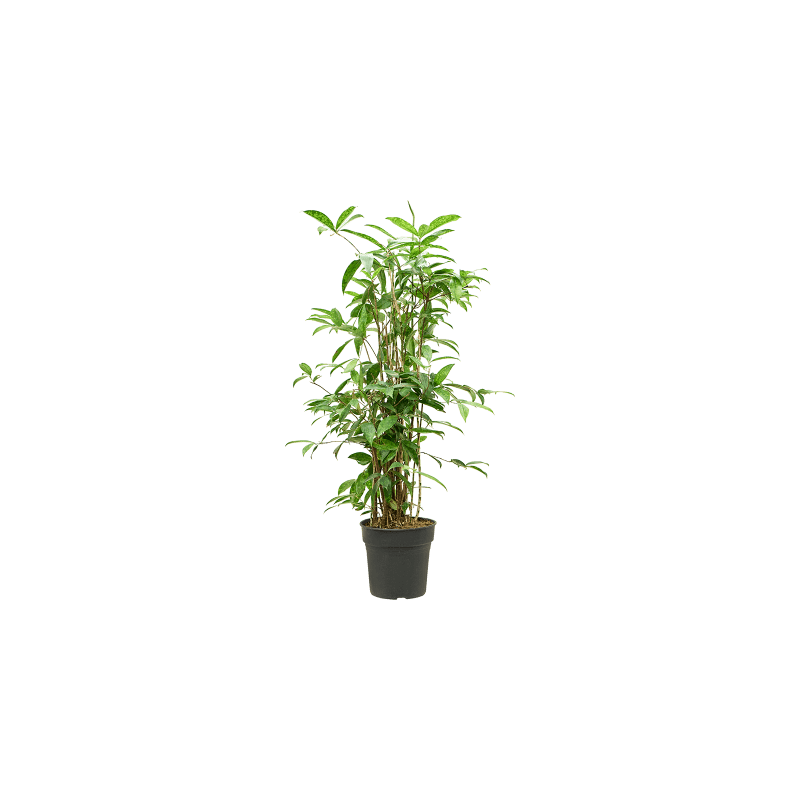 Dracaena surculosa vertakt