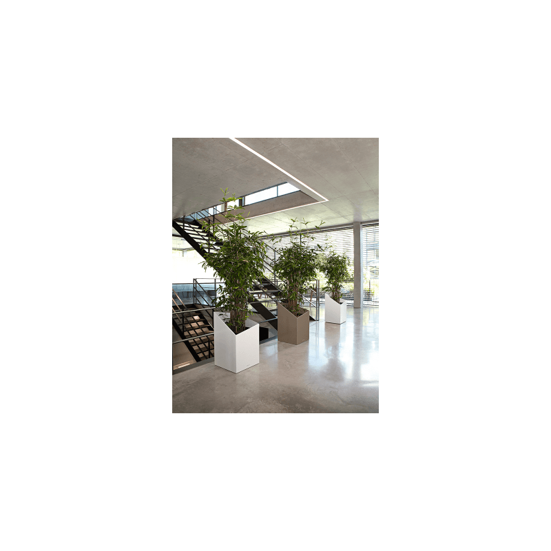 Dracaena surculosa vertakt