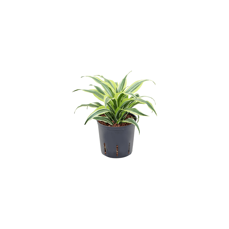 Dracaena Surprise