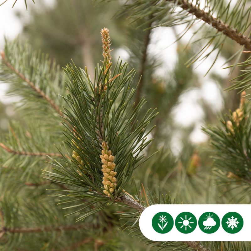 Pinus sylvestris - meerstammig