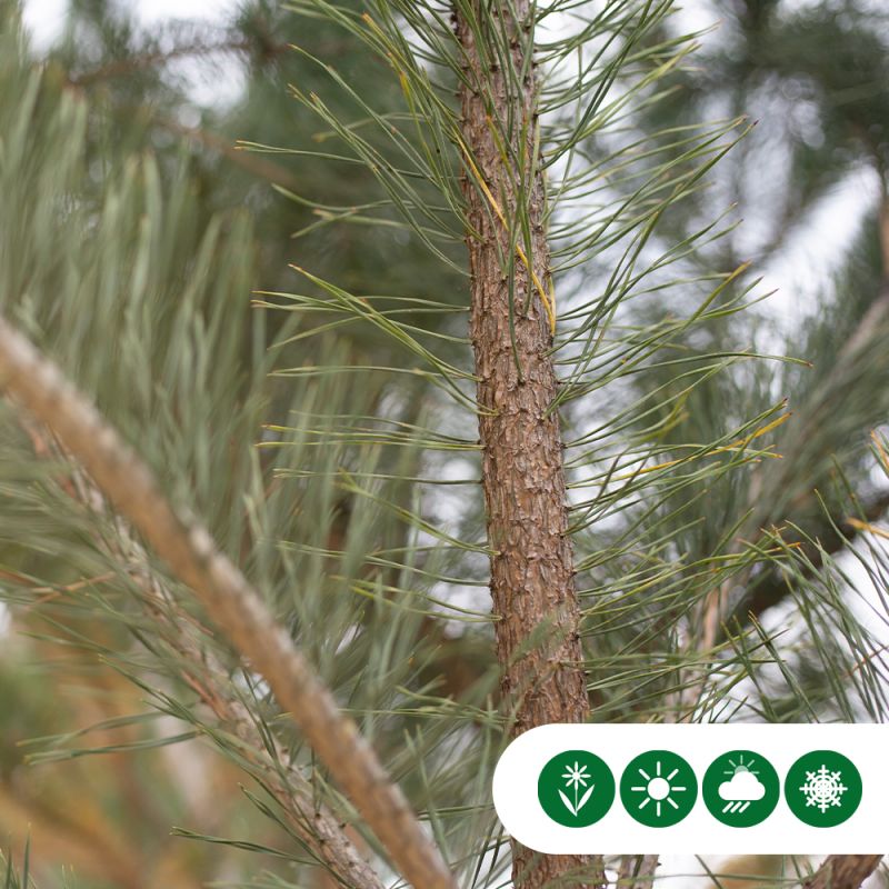 Pinus sylvestris - meerstammig