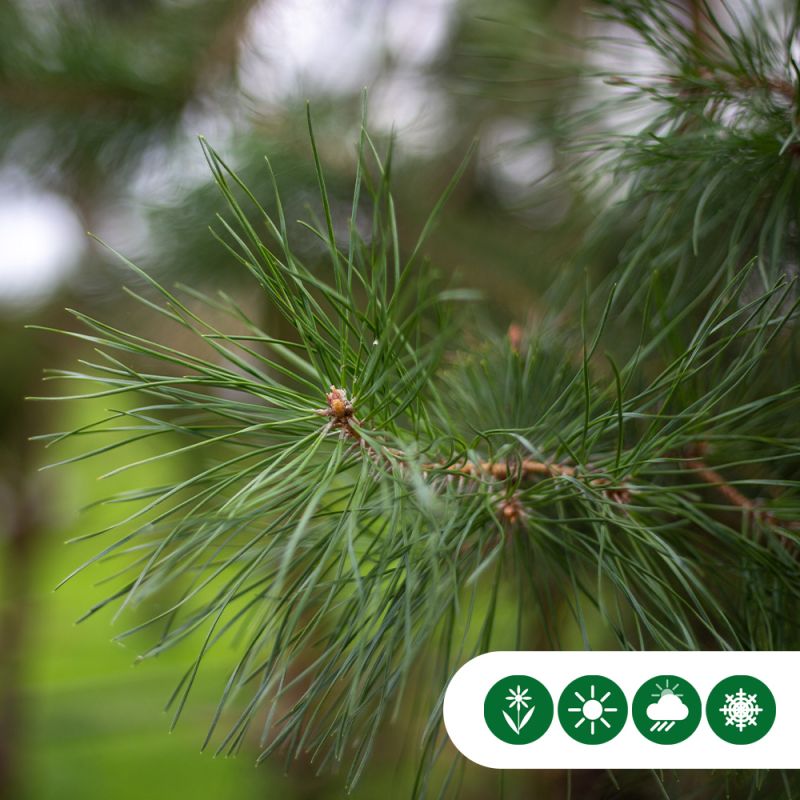 Pinus sylvestris - meerstammig