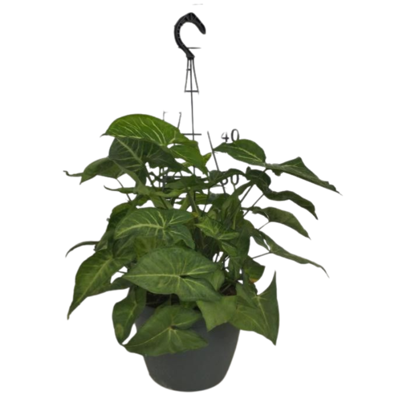 Syngonium Arrow