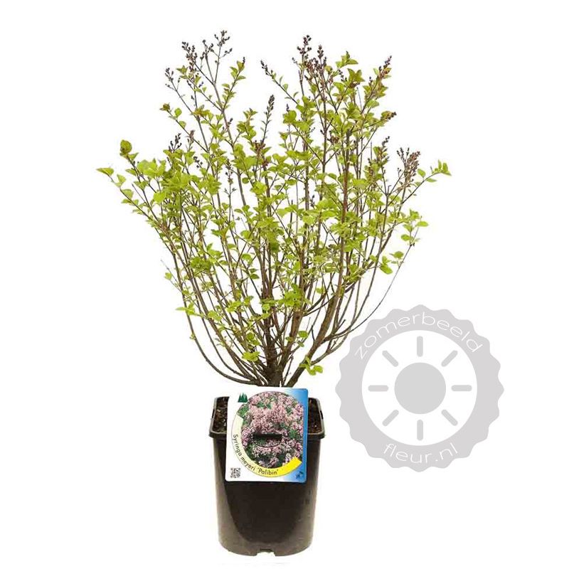 Syringa Palibin