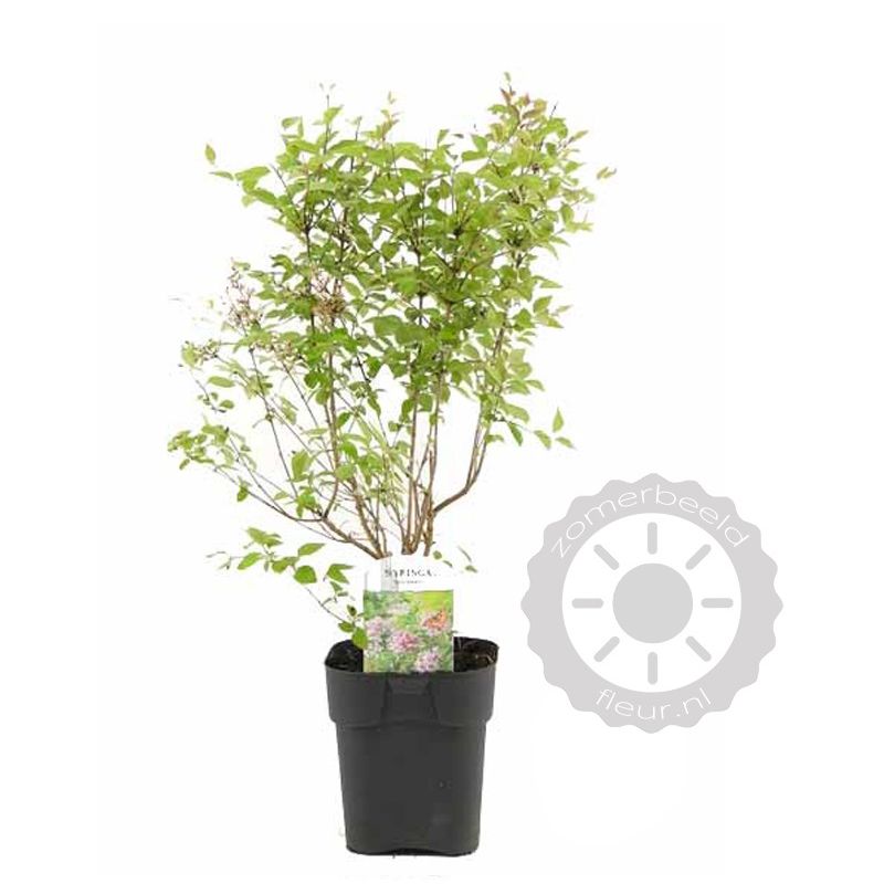 Syringa Superba