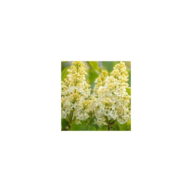 Syringa Primrose