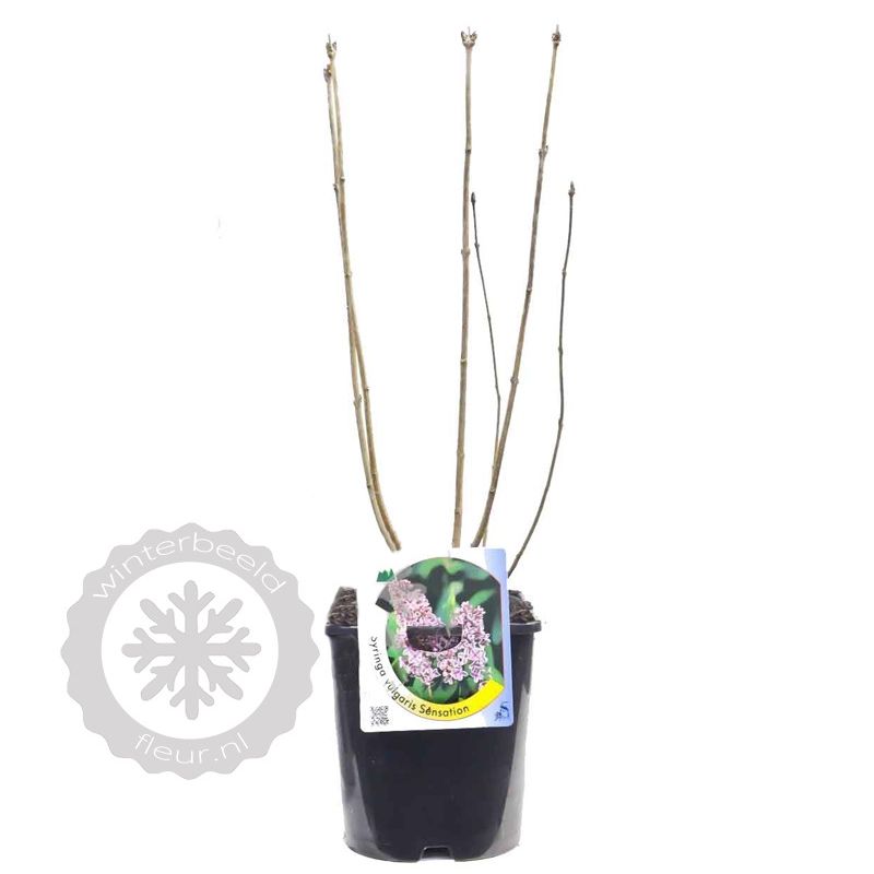 Syringa Sensation