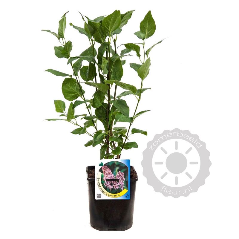 Syringa Sensation