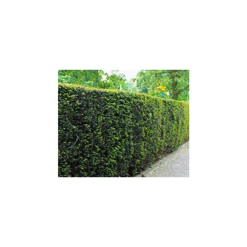 Taxus Fastigiata Robusta