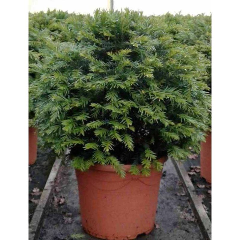 Taxus baccata - bolvorm