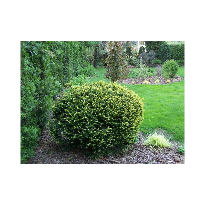 Taxus baccata - bolvorm