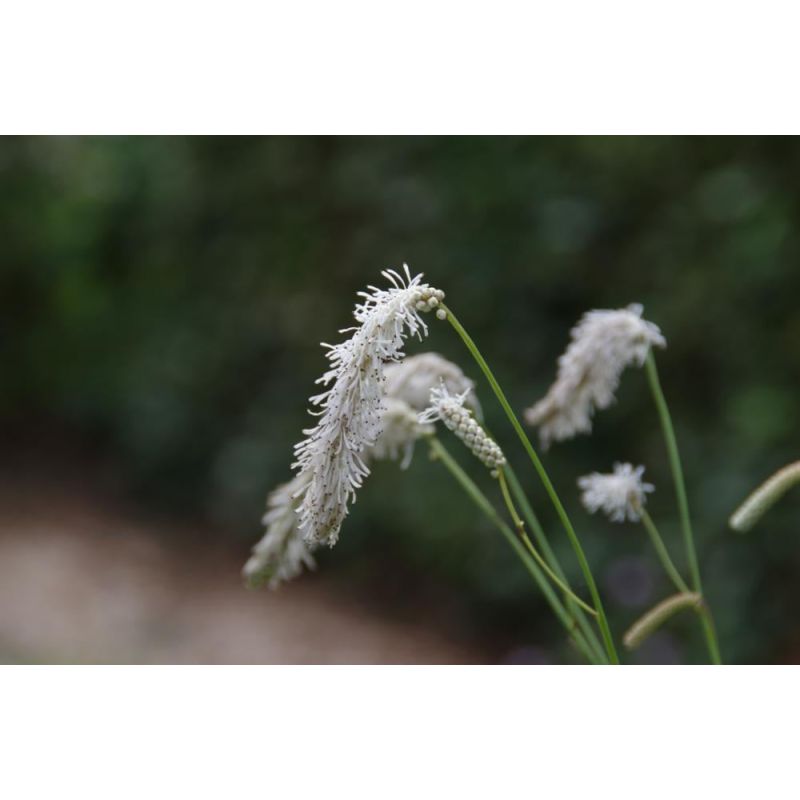 Sanguisorba tenuifolia alba 