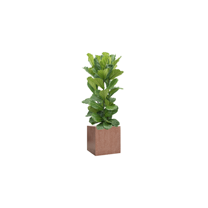 Terrazzo Cube Mokka