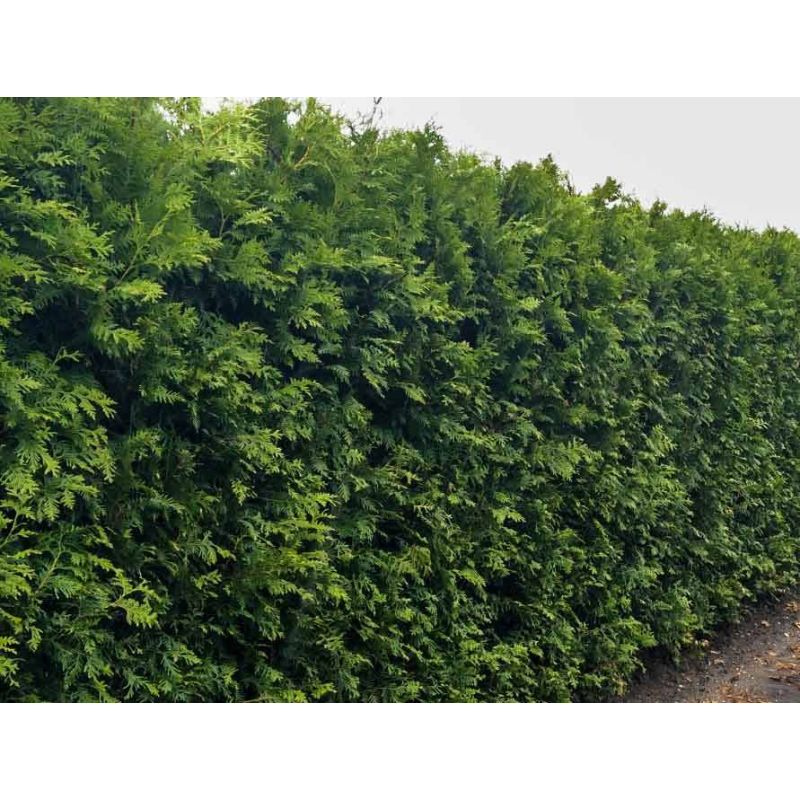 Thuja Brabant - haag