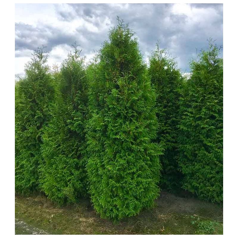 Thuja Brabant - haag