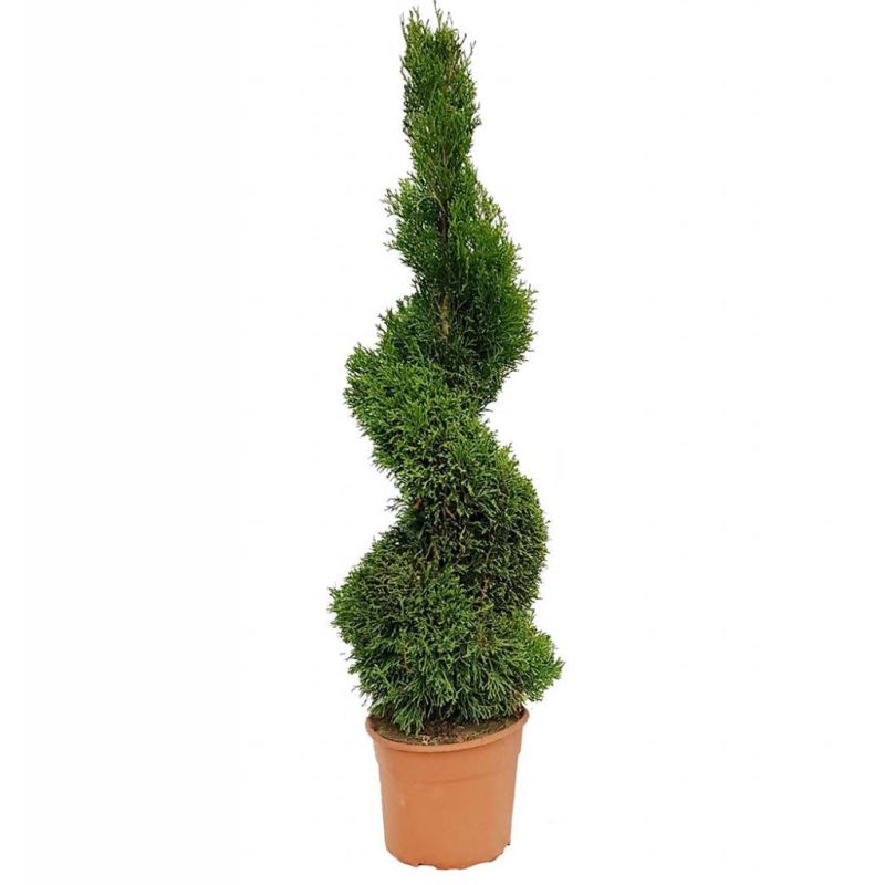Thuja Smaragd - spiraal