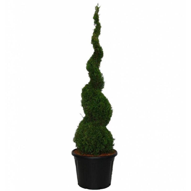 Thuja Smaragd - spiraal