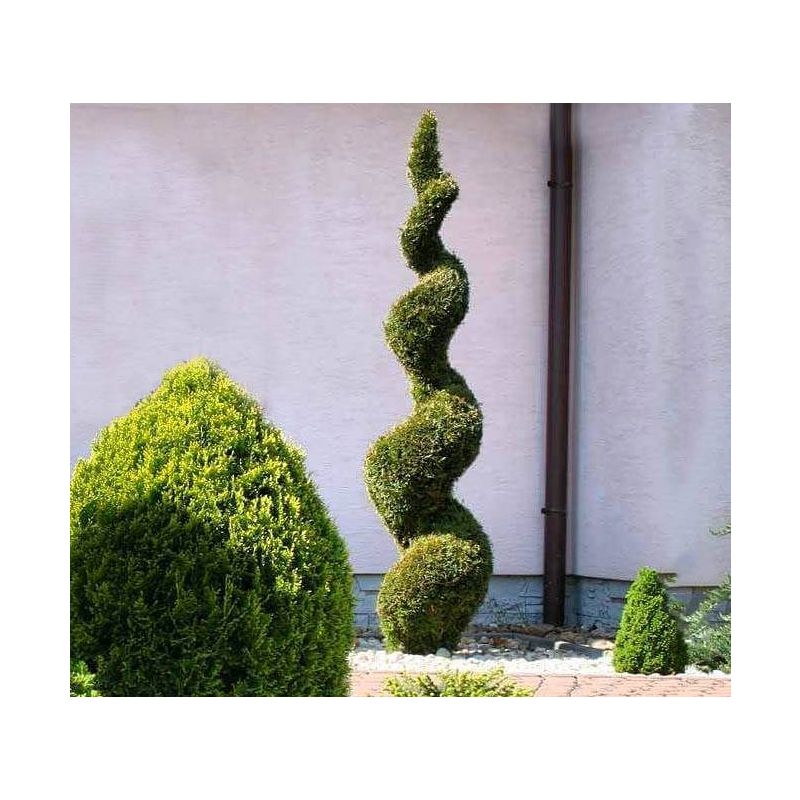 Thuja Smaragd - spiraal