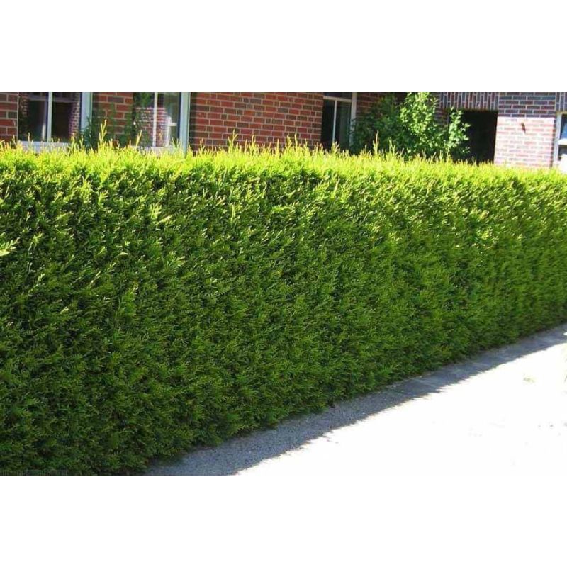 Thuja Excelsa - haag