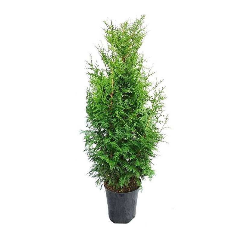 Thuja plicata 'Gelderland' Reuzenlevensboom kopen?