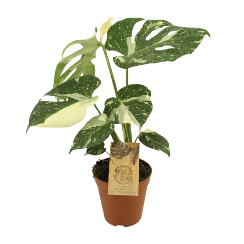 Monstera Thai Constellation eenvoudig en snel online bestellen?