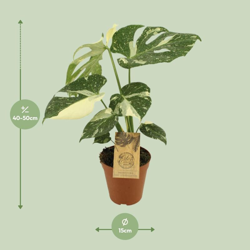 Monstera Thai Constellation eenvoudig en snel online bestellen?