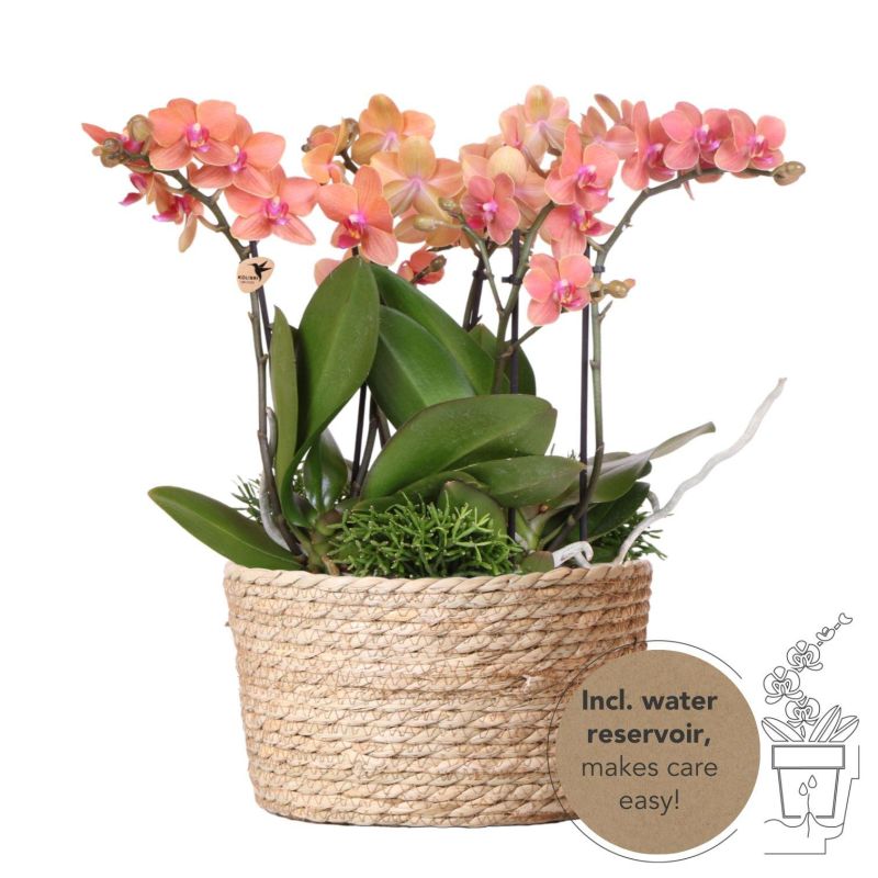 Orchideeënmand Riet oranje