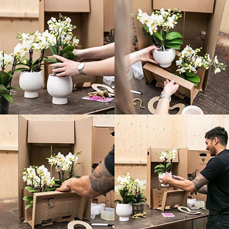 Planten Duo in Luxueus goud