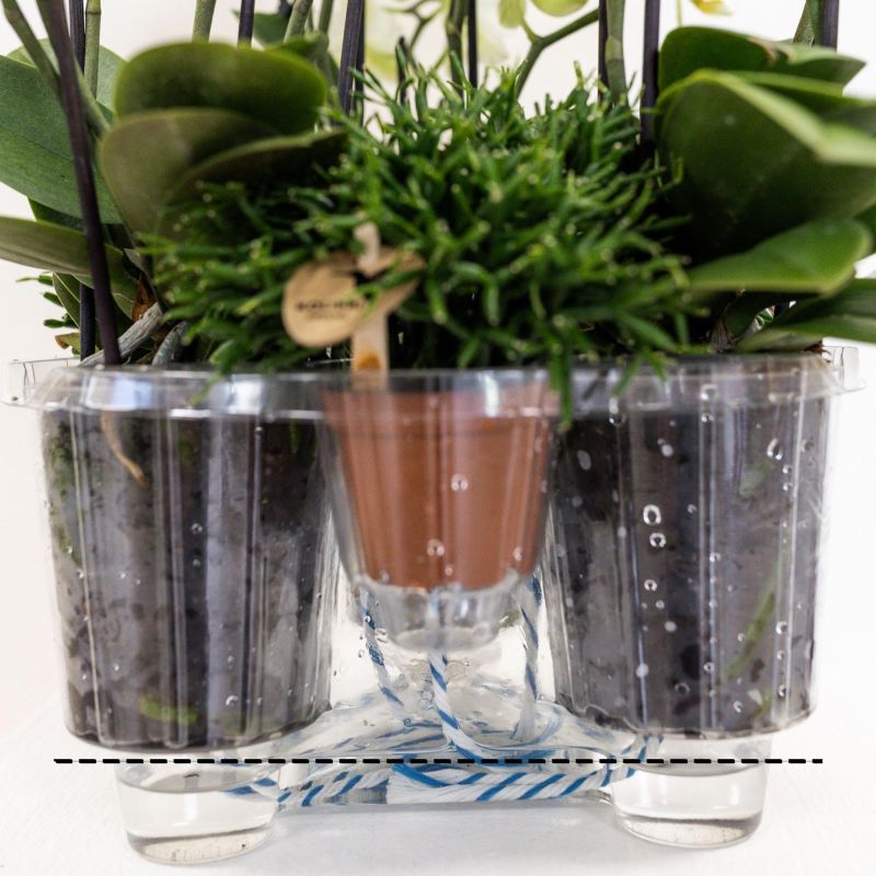 Orchideeënmand Riet wit
