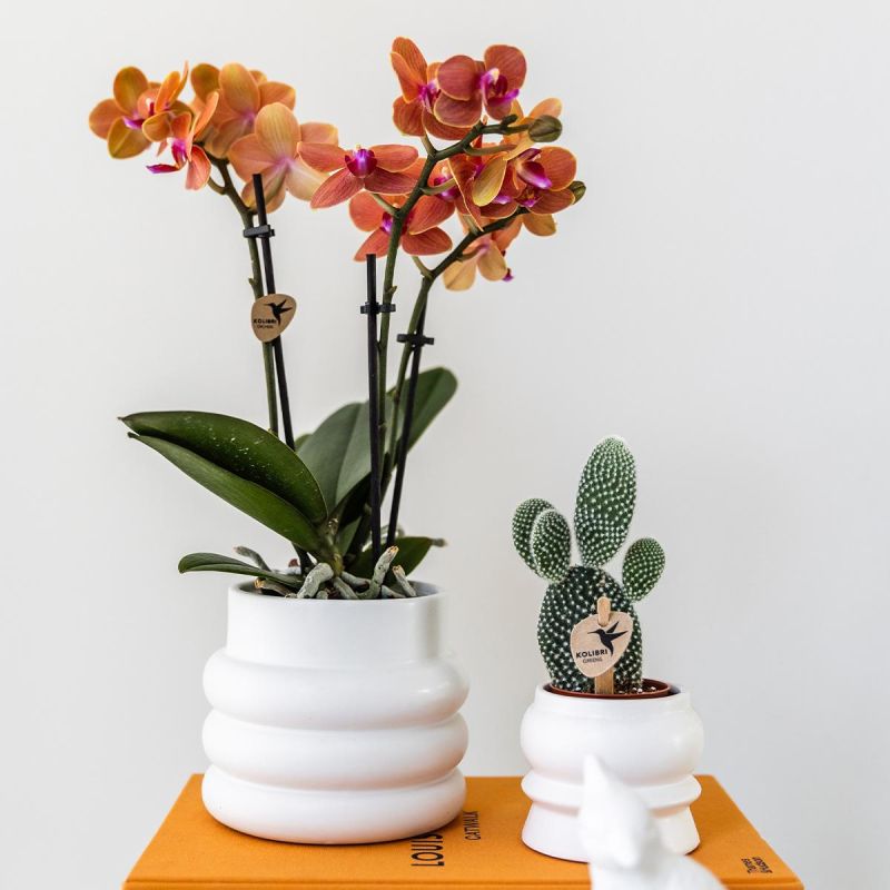Orchidee in Bubble wit