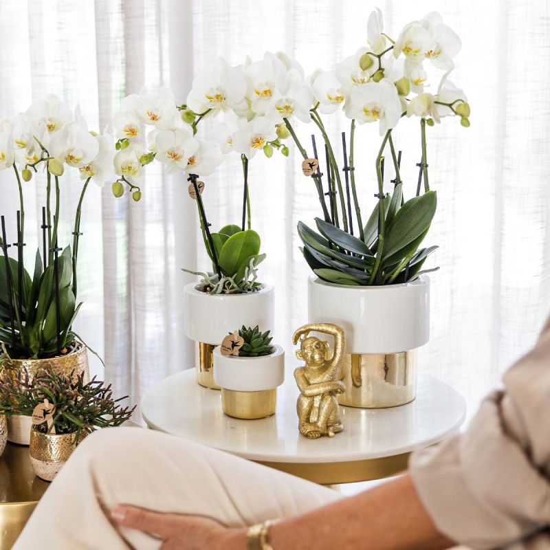 Orchidee oranje in Lush goud