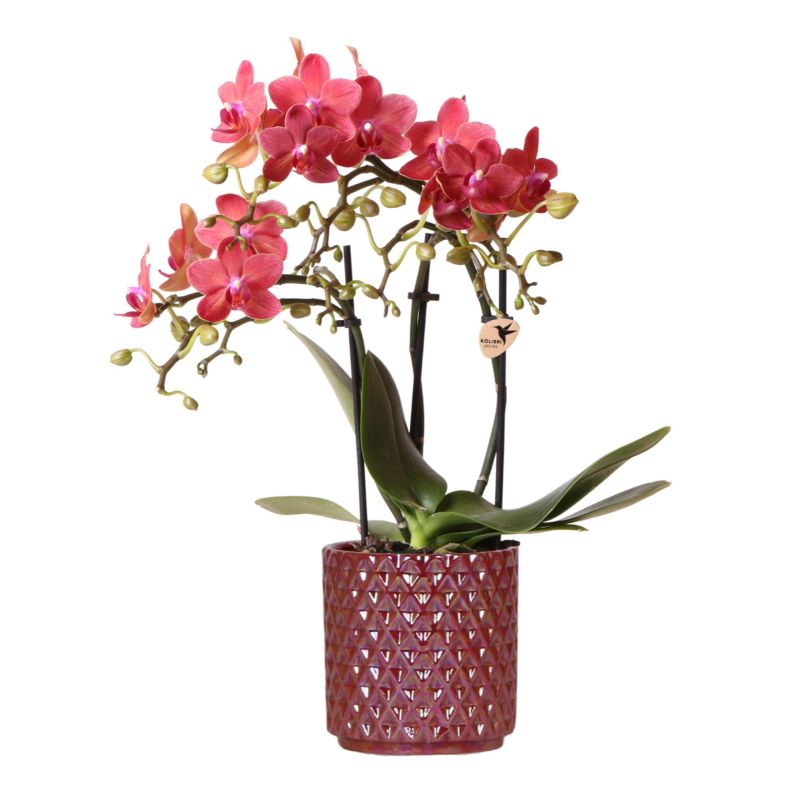 Orchidee Congo in Diamond Pearl goud
