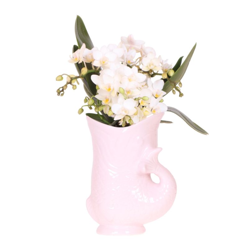 Orchidee in Yona roze