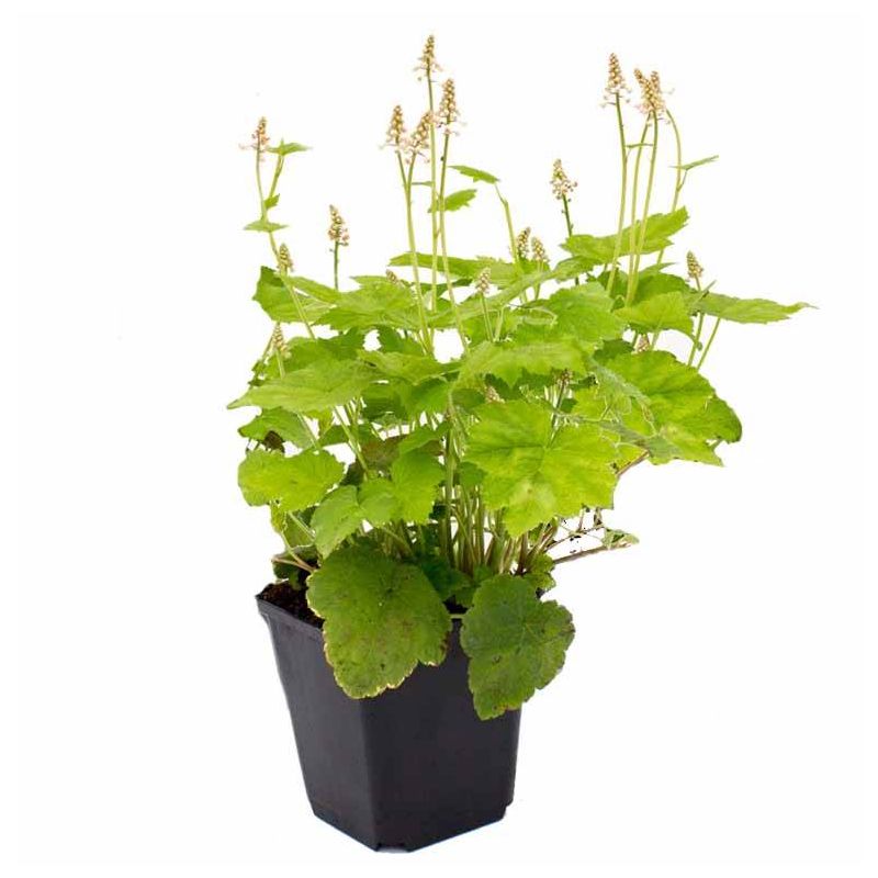 Tiarella cordifolia 