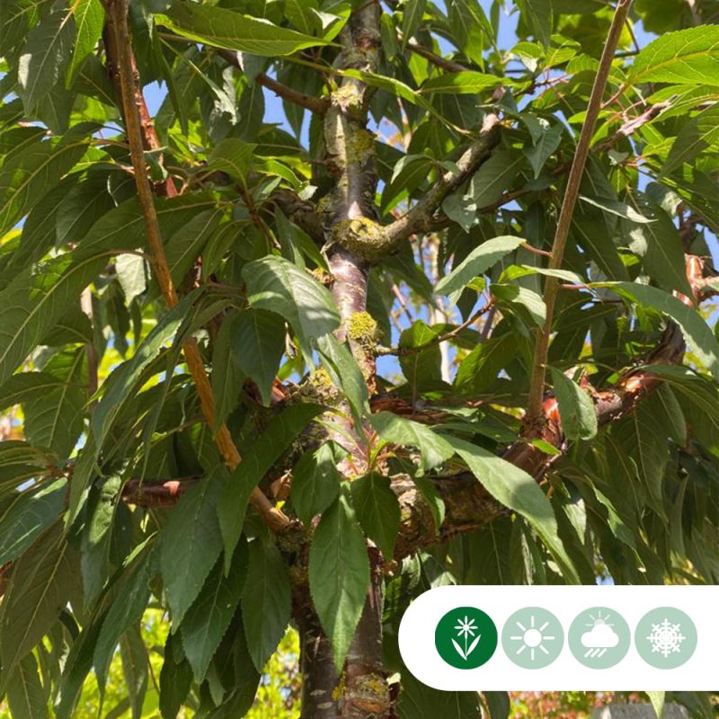 Prunus serrula 