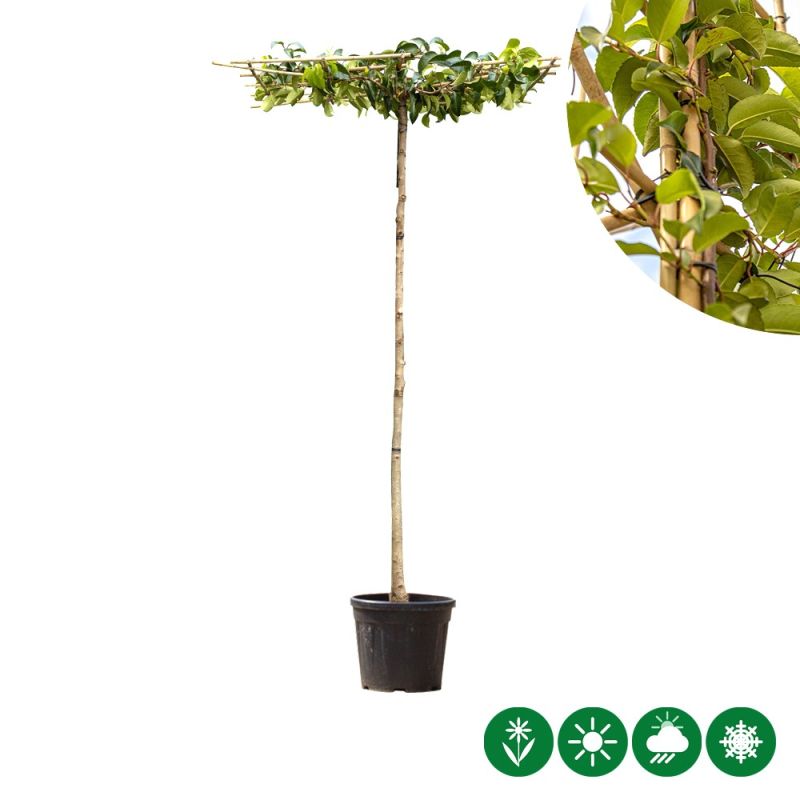 Prunus Tico - dakboom