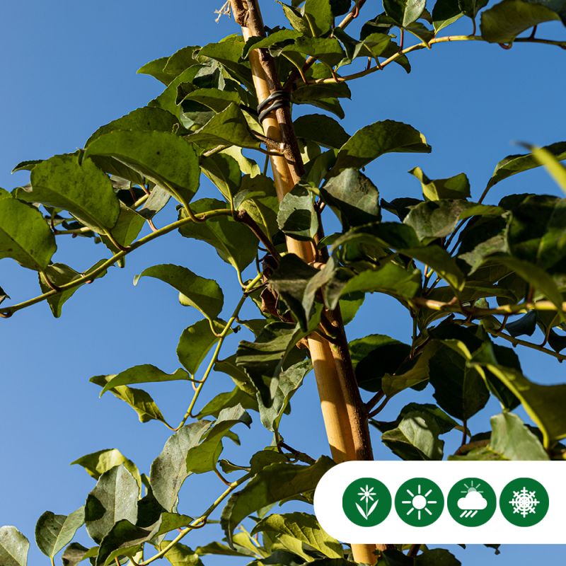 Prunus Tico
