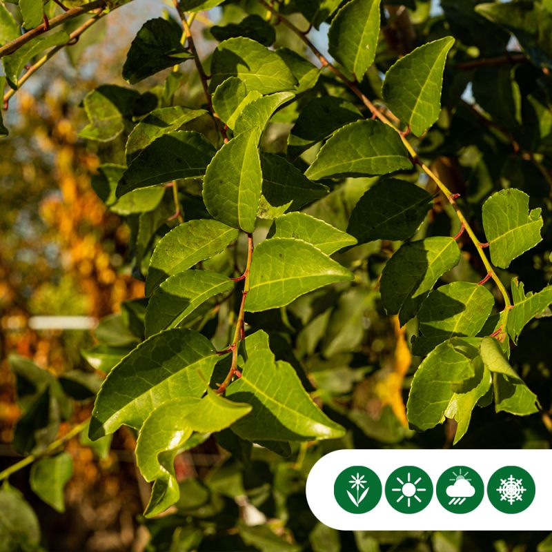 Prunus Tico