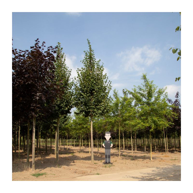 Tilia cordata 