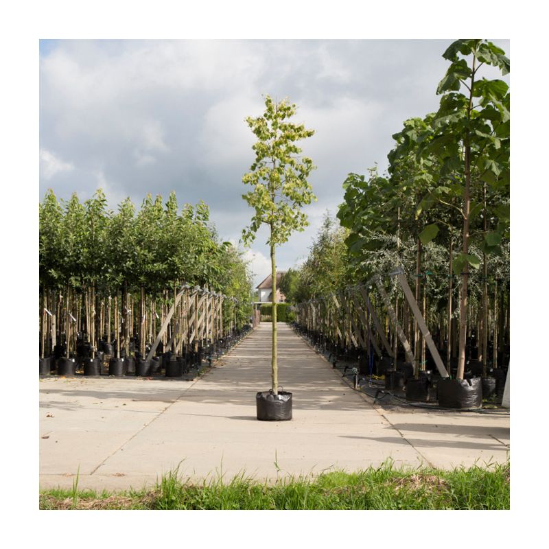 Tilia henryana 